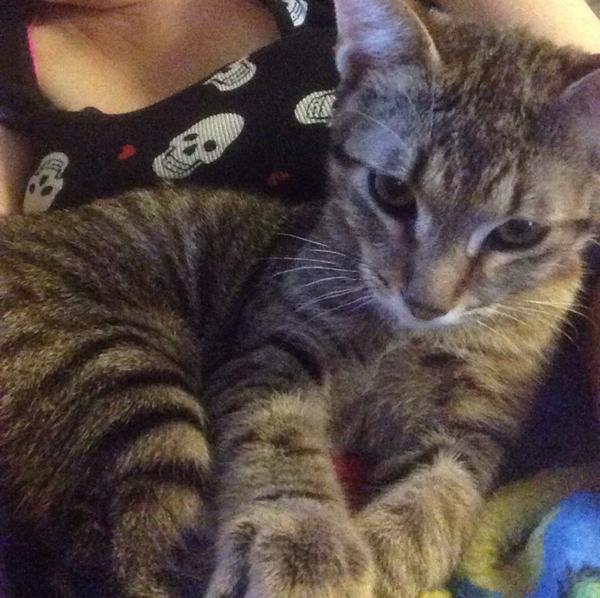 mandy_tosh's tweet photo. Cuddling with Sami. #NotThatSami #NotThatOneEither #KittyCuddleMachine #ElGato #PickASami http://t.co/FNtKOi0k83