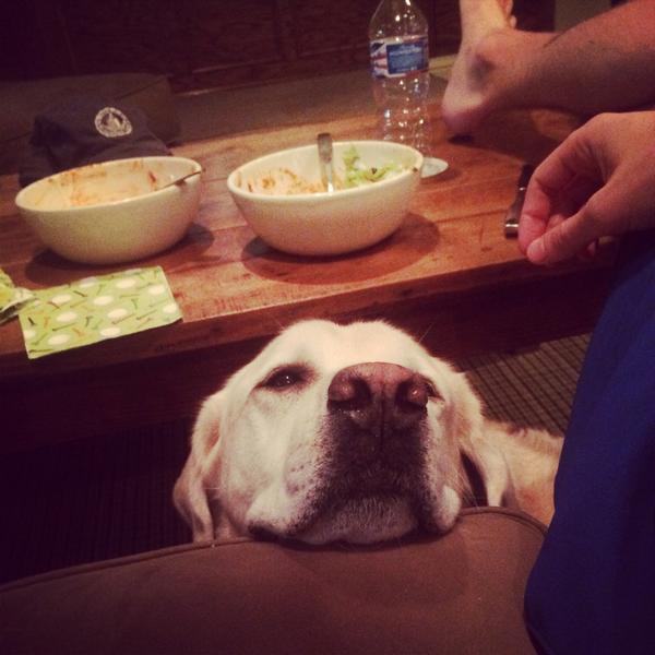 LSmith1289's tweet photo. Lazy Sunday with the boys 🐶💕 #GoBears http://t.co/0L4KA9nd3e