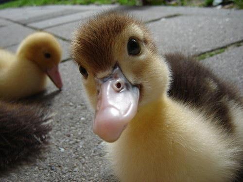 SimonaP456's tweet photo. Awwwww just look at this duck!
Sooo daaamn cuuuute
#DucksArmy #DucksAreLife http://t.co/jbujgDm3MB
