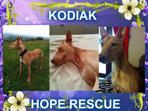 The_Animal_Team's tweet photo. #foreverhome Kodiak  #lurcherx 2yo #fabboy #wellmanered #affectionate #fun #active @HopeRescue #darlingdog HC&amp;fees http://t.co/NAGLbde8WF