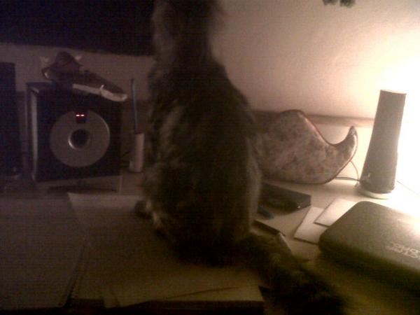 MelisaDocchio's tweet photo. Asi no se puede estudiar http://t.co/WQlOr5vUPM