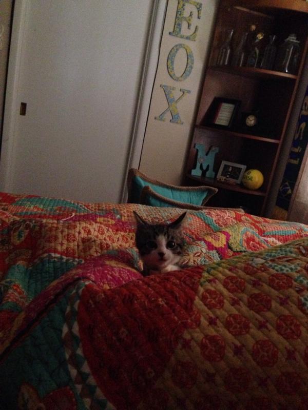 TheSiggieChat's tweet photo. Kitty sitting Ziggy 😻 http://t.co/D2mNJPLWNl