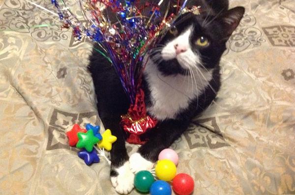 FundAPetMiracle's tweet photo. PLS RT - FatCat - sr cat diagnosed w/ adenocarcinoma ear cancer, req canal removal surgery
http://t.co/KOBjgURXxw http://t.co/ItY2v6cOEe