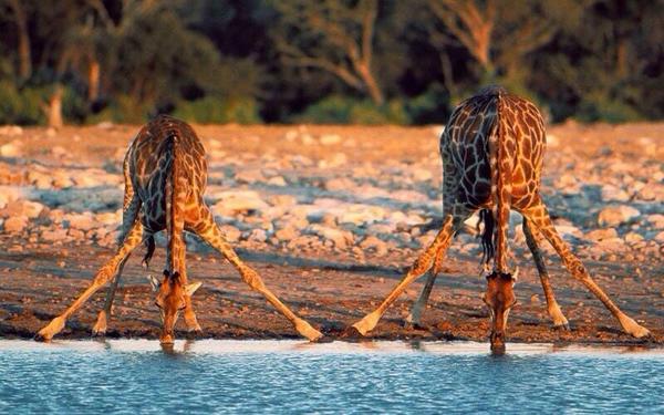 Giraffes drinking water:
