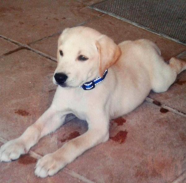 Cris182_'s tweet photo. Buscar en el baúl de los recuerdos y encontrar el más bonito de todos... #ElCachorritoMásBonitoDelMundo http://t.co/XQ10KWSBWV