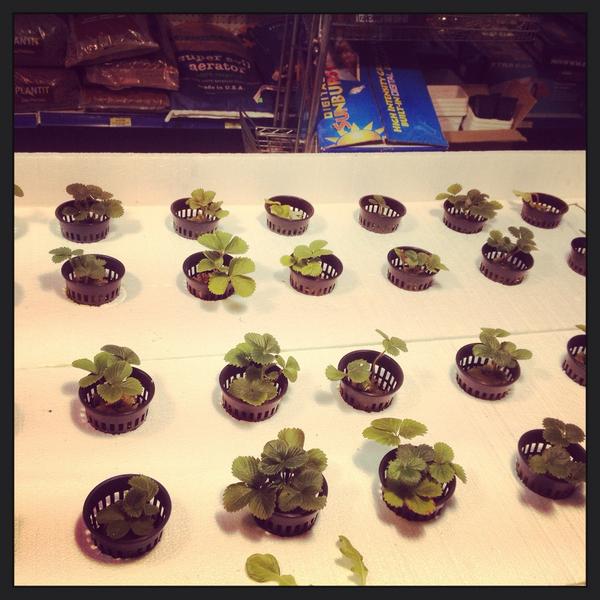 Damblys's tweet photo. Our #flowtable is up and running. #hydro #hydroponics #indoorgardening #growyourown #awesome http://t.co/it5YTNJSrO