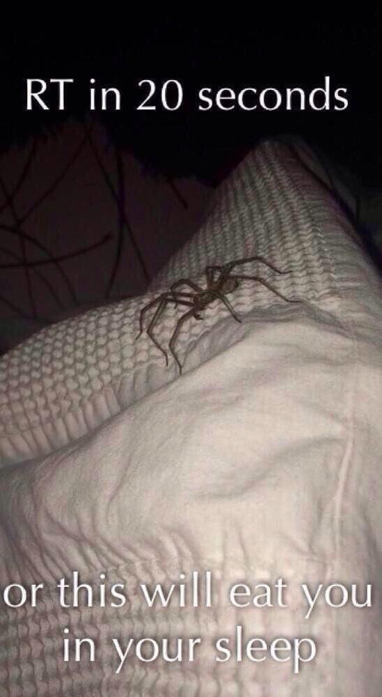 ReallyRecks's tweet photo. I DIDN'T RT THIS &amp; LITERALLY THE SAME SPIDER WAS ON MY BED, PLEASE SPREAD THE WORD! http://t.co/ZnBiv6KBAg