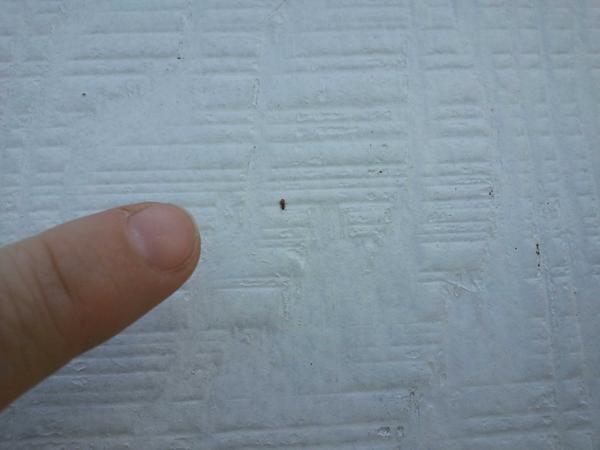 Shepswayfarms's tweet image. See the no-see-um? Hate em!! #mnfall #bitingbugs