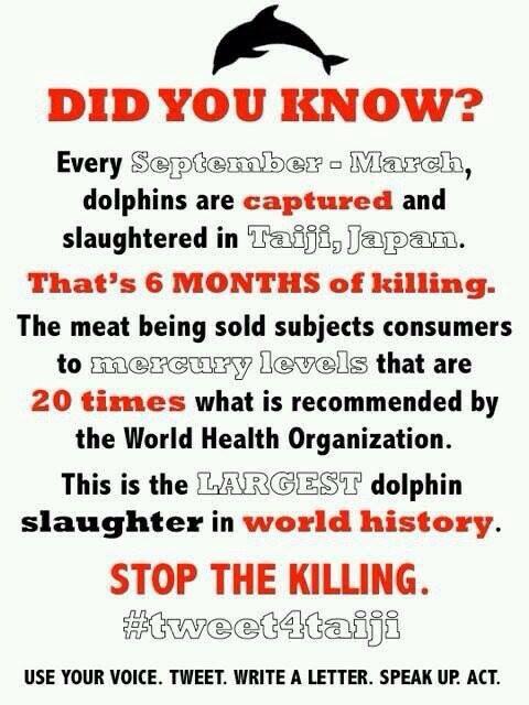 KIB1201's tweet photo. #tweet4taiji #Tweet4Dolphins #Taiji #SeaWorld #SeaShepherd http://t.co/qnAFnn2F3g