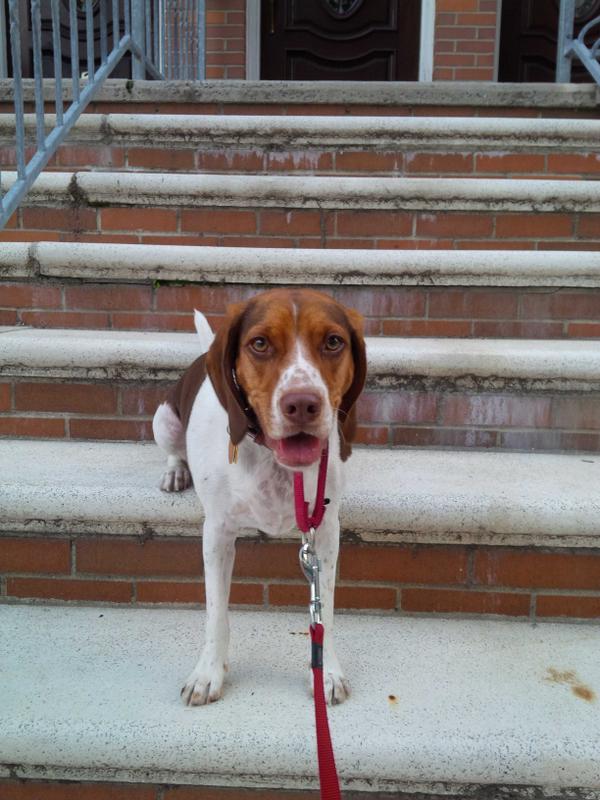 RockStarPetsNJ's tweet image. Got to visit this special guy today. Our VIP for the day. Our former Rockstar, Charlie &amp;lt;3 :) #missthisguy #frontstoop