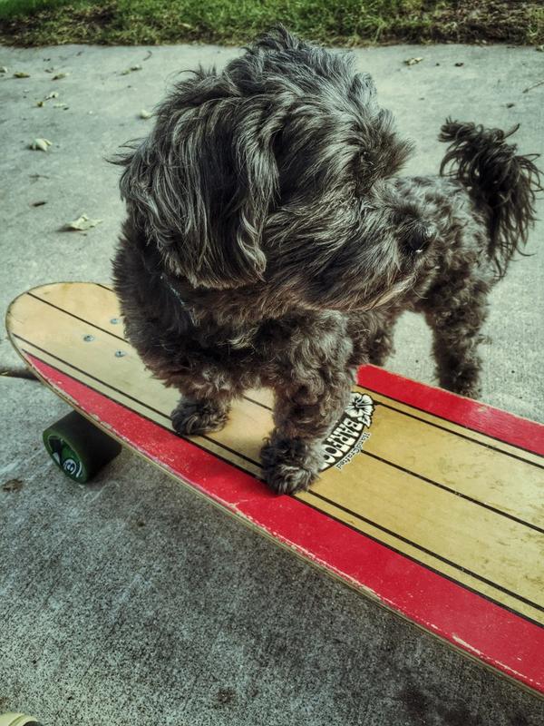 greysuitstudios's tweet photo. My little pup-pup never looks at the camera. #iPhone6plus http://t.co/Tn135jOZNz