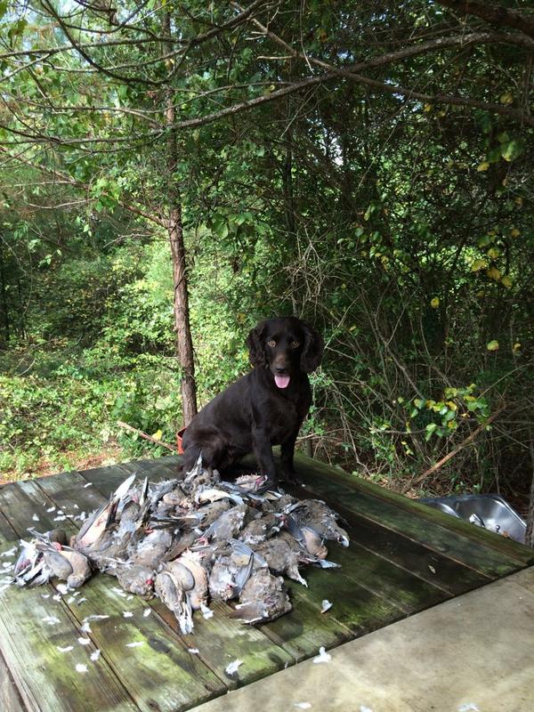 derek_rayfield's tweet photo. @sportingdogtv Belle with another bunch of SC doves. http://t.co/DqF4Yk83Zq
