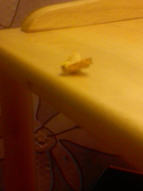 Lord_LHC's tweet photo. That moths pose is on point #MightyMoth http://t.co/sSkVPFyqTk