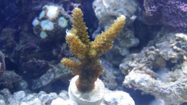 WSA_ReefZone's tweet photo. Added some new sps frags to the 125. http://t.co/Rbkei3u0h4