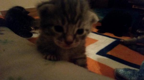 cdowns97's tweet photo. Well hello there :) Kittens will be ready for adoption soon! http://t.co/ypcTpzYFbL