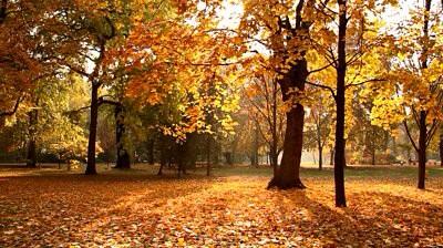 Redluco's tweet image. "Autumn is a second spring when every leaf is a flower” Albert Camus #quoteoftheday #makethisweekcount