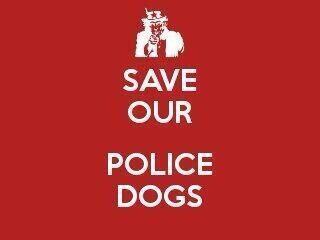 UKPolicedogs's tweet photo. @NPAS_CarrGate @WYPDogs @WYP_LeedsOuterE http://t.co/aV5hhwTQH9