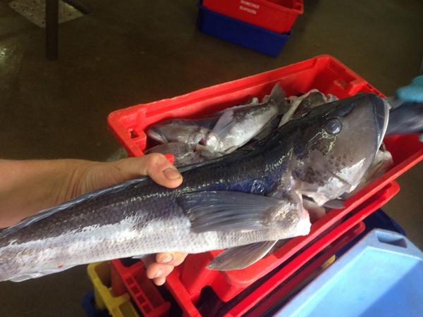 Dallon Gregory-Hunt tweet media