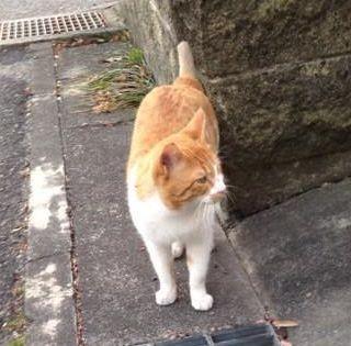 ◆江南市で #茶白 猫捜索中◆
愛知県江南市／吾郎ちゃん／オス／口周りに茶色のブチあり、親指ほどの短め尻尾が特徴／鈴付き黄色首輪／2015年3月に失踪
飼主：★goroubujiさん
（★をアットマークに替えてください）
#迷い猫 #江南市