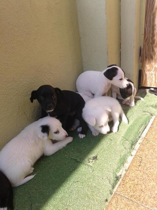 xuly2's tweet image. ¡¡SE REGALAN!!