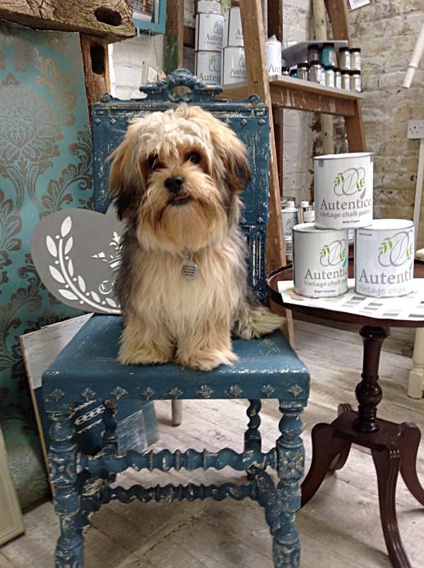 restorationloft's tweet photo. Monty joined me at the loft today#autentico #shabbychic http://t.co/aM8qpmJ3ag