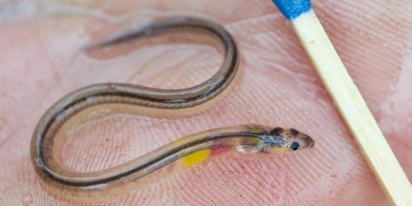 Liberan 5000 crías de #anguila en L’Albufera valenciana para reforzar su población goo.gl/gHa54F