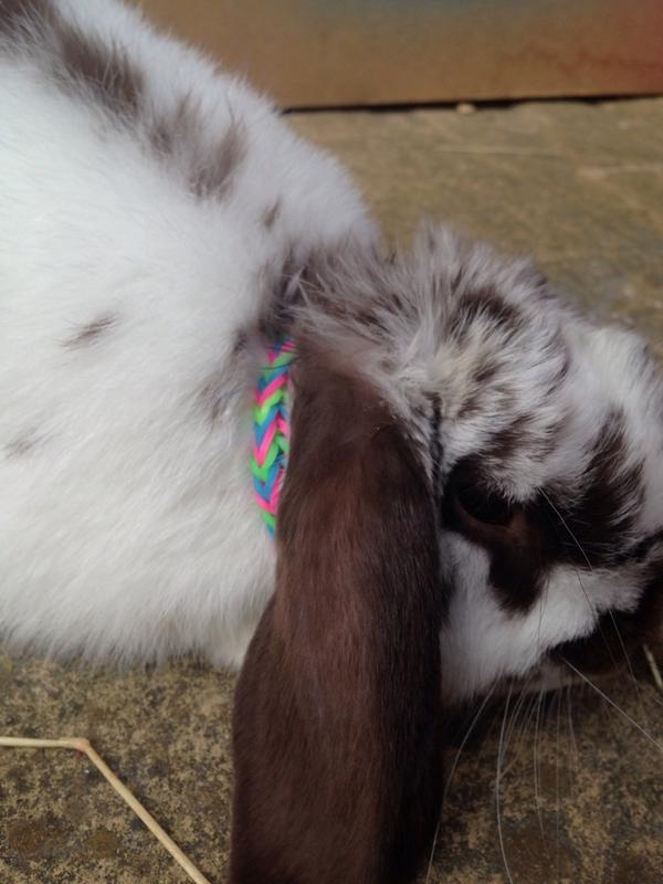 dizzydeggy's tweet photo. Mums have hooked me up with some new bling now I'm the hottest lop on the block #balling #degged http://t.co/iIQ6mRgeLS