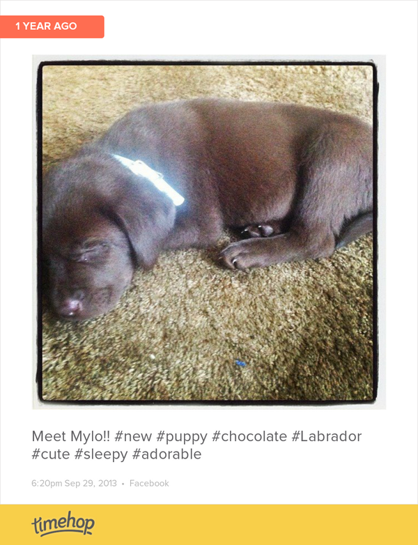 staceyleanne93's tweet photo. A year ago I met this little guy and now he is massive and the biggest pain in the butt!! Still love him tho 😊... http://t.co/3FakagvMjc