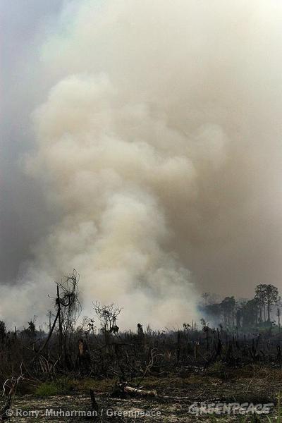 niceav's tweet photo. RT @GreenpeaceID: Dapatkah Deklarasi Hutan New York Menyelamatkan Hutan Indonesia Kita? http://t.co/BDmSPgTDHt http://t.co/LfpkwKC9ig