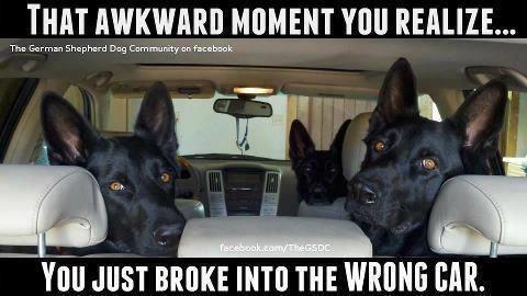 RDSchoolForDogs tweet picture