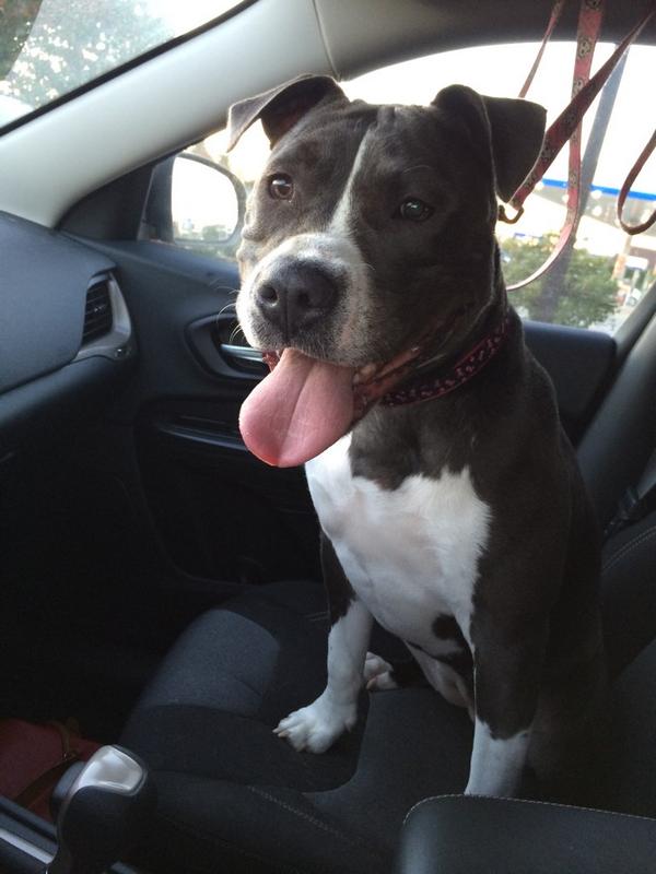 Check out this pretty face! Everyone say hell to Grace who is ready to find her forever home! #adopt