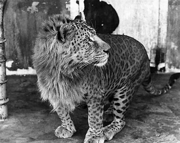 SintesisMexico's tweet photo. ¿Conocían al leopón? es un híbrido producto del cruce entre un leopardo macho y una leona. http://t.co/dn1jTf57Oh