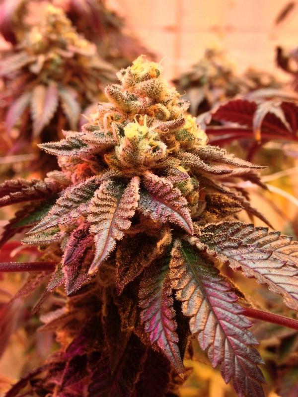 OrchidRaine's tweet image. "@TKO_Reserve: #CannabisHeals http://t.co/cjGBcRnW37" 💖 because its good for me &amp;amp; the 1 thing that makes me sleep well #TKO12K #TakeAHit