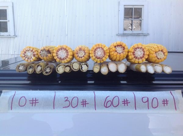 redefining_ag's tweet photo. The Power of Post-Tassel Nitrogen 0 lbs, 30 lbs, 60 lbs &amp; 90 lbs 28-0-0 at blister. @frenchrw @Lackore @pioneerECIN http://t.co/TnluQSkcLu