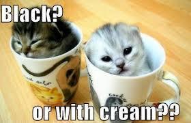 #NationalCoffeeDay and #cats Your day should now be complete. @TiffanyAKforce @LitMoose http://t.co/lTJCnyihQr