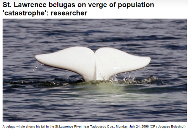 SavetheDolphin1's tweet image. St. Lawrence #belugas on verge of population 'catastrophe' montreal.ctvnews.ca/st-lawrence-be… #uMontreal #cdnsci via @CTVMontreal
