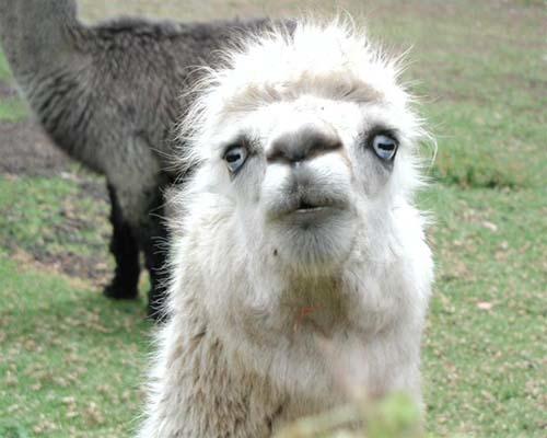 Stoned llama says hello #llamaswag