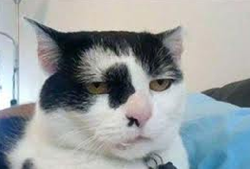 Adorably's tweet photo. Monday feels. http://t.co/aFJZwnOVoi