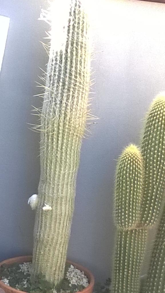 simonalaurini's tweet image. 