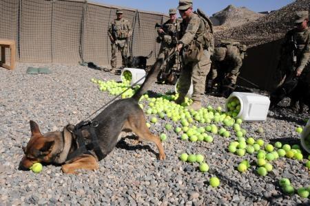 BaseAO's tweet image. Family member collects donations to supply Tactical Explosive Detection Dogs with their favorite toy - tennis balls