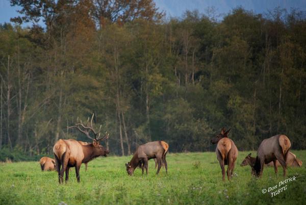 dondetrick's tweet image. Large #BullElk keeping watch over his herd #bugling near #NorthBendWA yesterday late afternoon @GoodmorningRMEF #RMEF