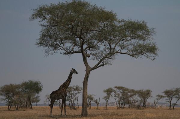 RunningFromMoos's tweet image. Finding more than we bargained for in the #Serengeti. bit.ly/1DRHbCV
#Tanzania