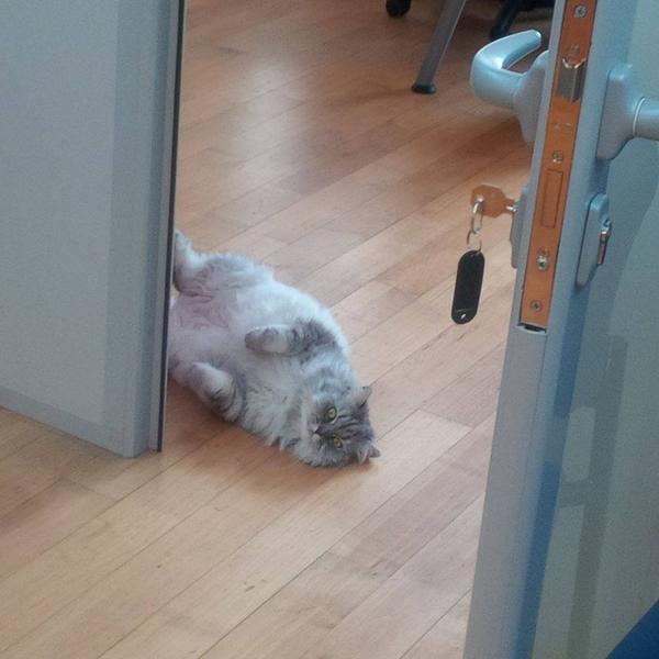 myroslavapetsa's tweet photo. Seems I missed the president's birthday. But #Lozhkin's Kitty Venya didn't, "celebrated" Sep 26 with valerian drops http://t.co/I0nVu8TvB7
