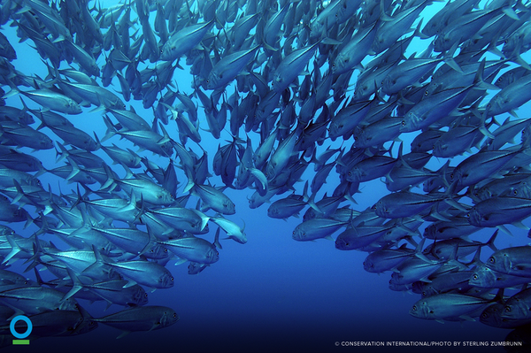 Approximately 30% of the world’s fisheries are overexploited or depleted. bit.ly/1m9Wjm1 #ocean #conservation