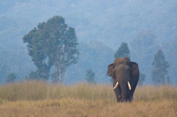 BaghFoundation's tweet photo. @BaghFoundation 's partner @AdityaPanda's fav pic from Devsthali, Simlipal tiger reserve,truly an 'abode of the Gods' http://t.co/KVwTaNmR5i