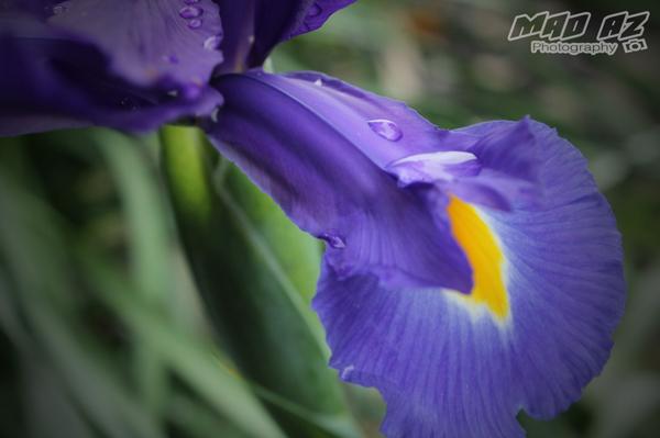 madazphoto's tweet image. #flowers #northland #NewZealand