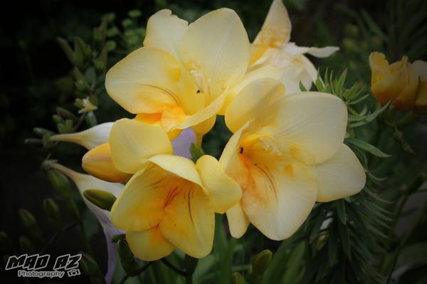 madazphoto's tweet image. #flowers #northland #NewZealand