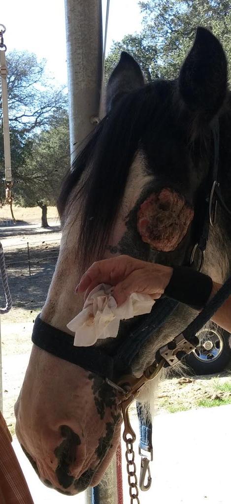 ctpayne90's tweet photo. @WUEquine2 Saw a horse with this crazy mass. What would your differentials be? CP #2016EQ2FA http://t.co/JHuM2mPIx1