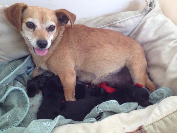 That's right people, Forgotten Dogs has Chi puppies!! Stay tuned for more info and photos :)