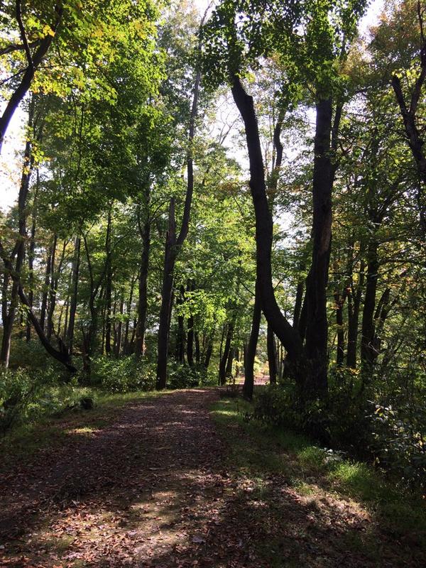 IUP_LOVELY's tweet photo. Very close to where the #Hoodlebug and #ghosttowntrail meet... #lovely day out there #iup 🚲😍🐝🍄😉🌲 http://t.co/PINtwAfMMP